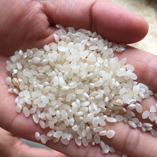 Gạo nếp Tú Lệ đặc sản nổi tiếng Yên Bái