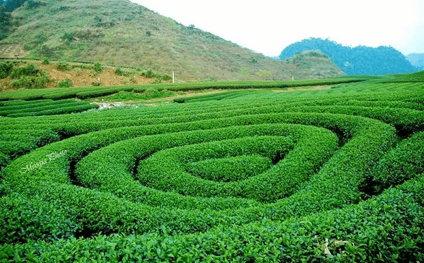 Điểm Danh Những Đồi Chè Tuyệt Đẹp Ở Mộc Châu