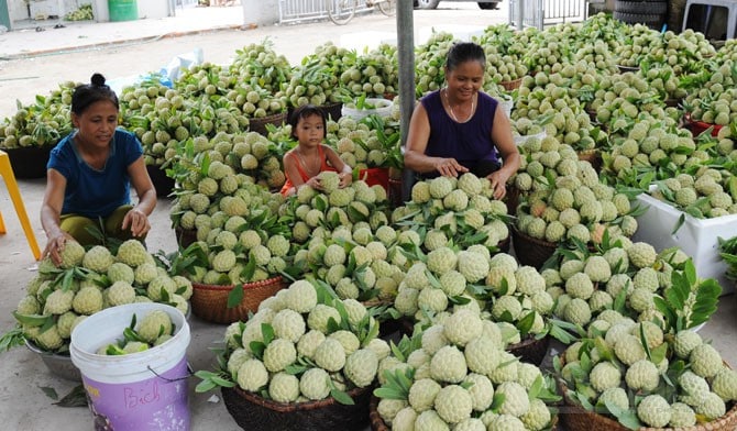 Na dai Lục Nam được giá, nông dân bỏ túi hàng trăm tỉ