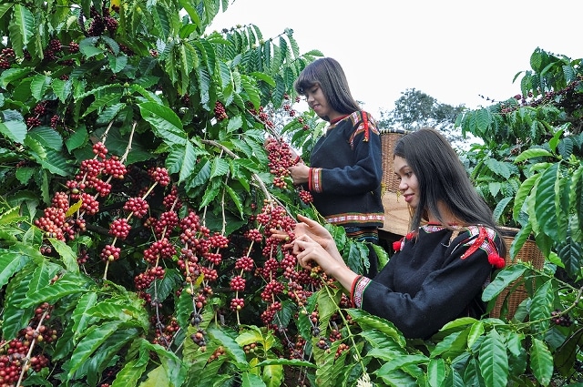 Đắk Lắk tiếp tục phát triển cà phê đặc sản